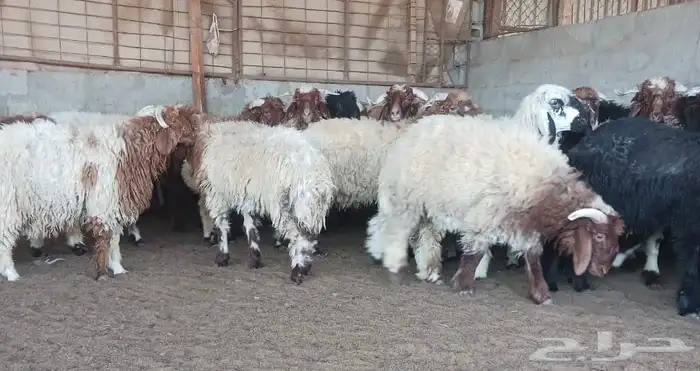 ذبايح نعيم للبيع 1