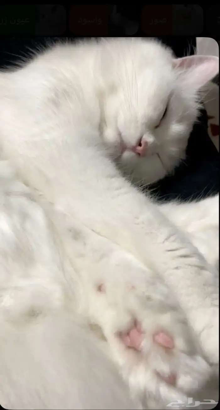 قط شيرازي ام ومعها 4 كتين في الخرج 0