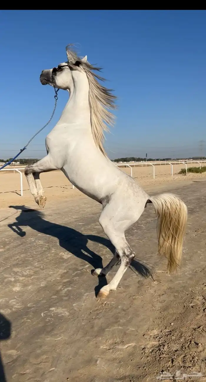 حصان واهو ولد عمار العامريه جده العديد الشقب 0