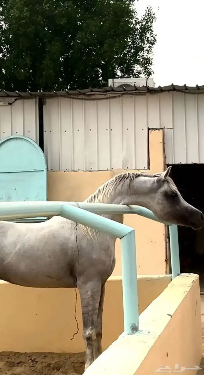 حصان عربي اصيل 6