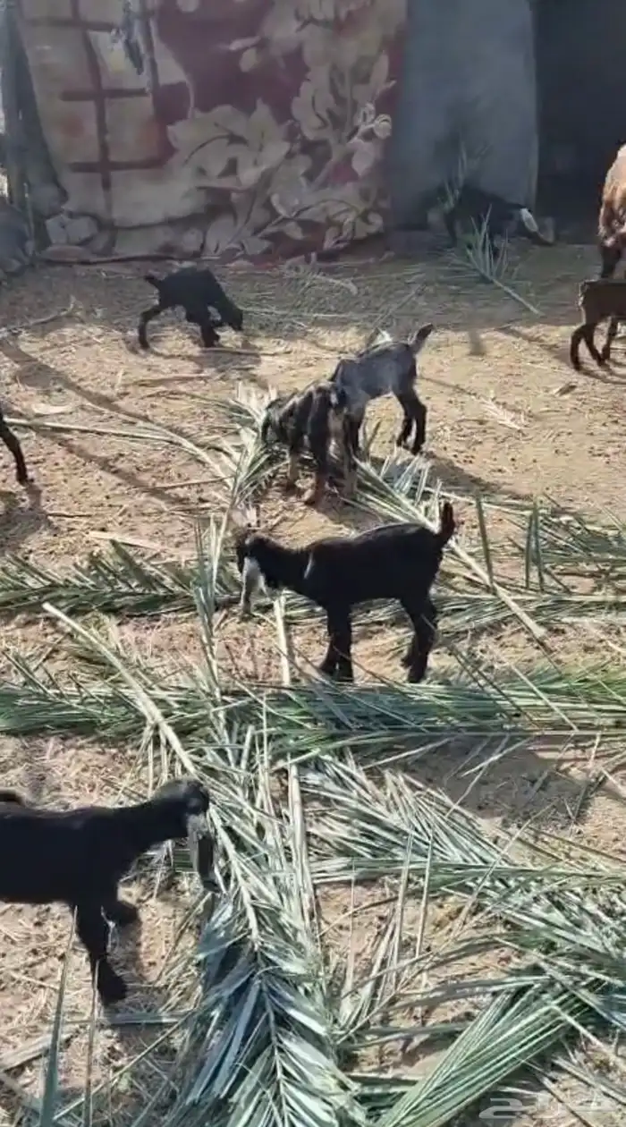 غنم 13 معها 23 1