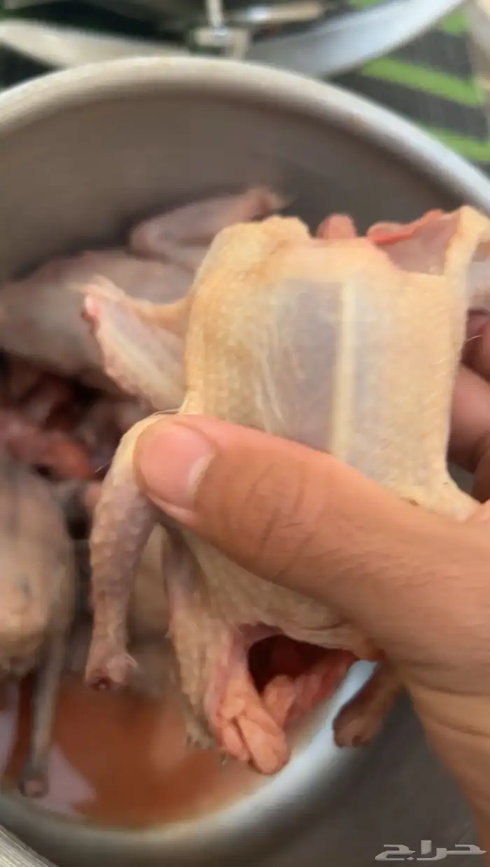 فروخ حمام للبيع مذبوح الكميه محدوده 1