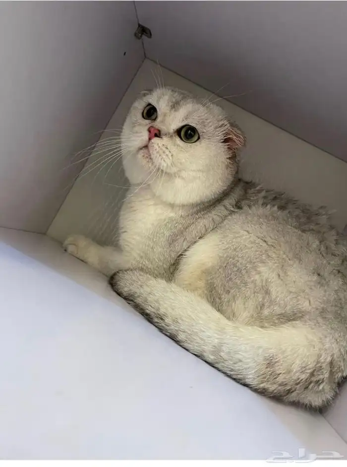 ذكر طالب زواج. سكوتش 1