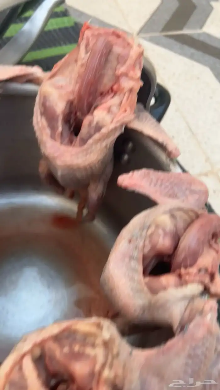 فروخ حمام للبيع مذبوح الكميه محدوده 0