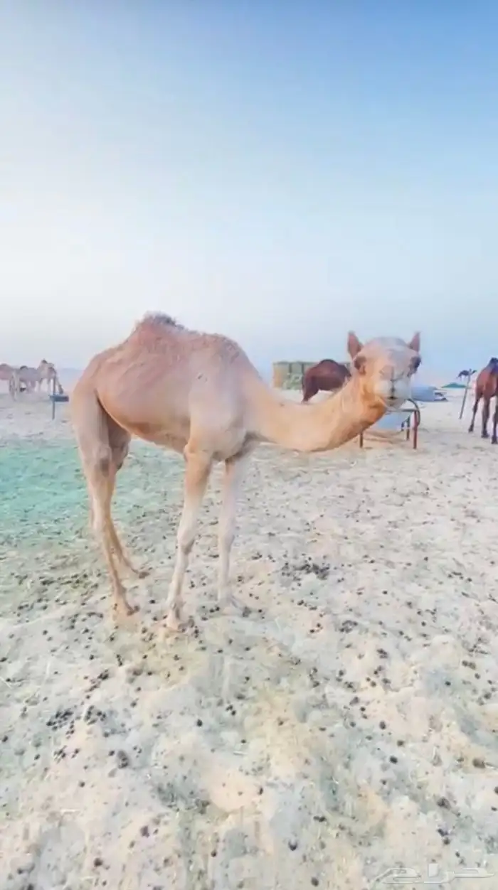 للبيع هجن الهجن سبوق الحقه 0