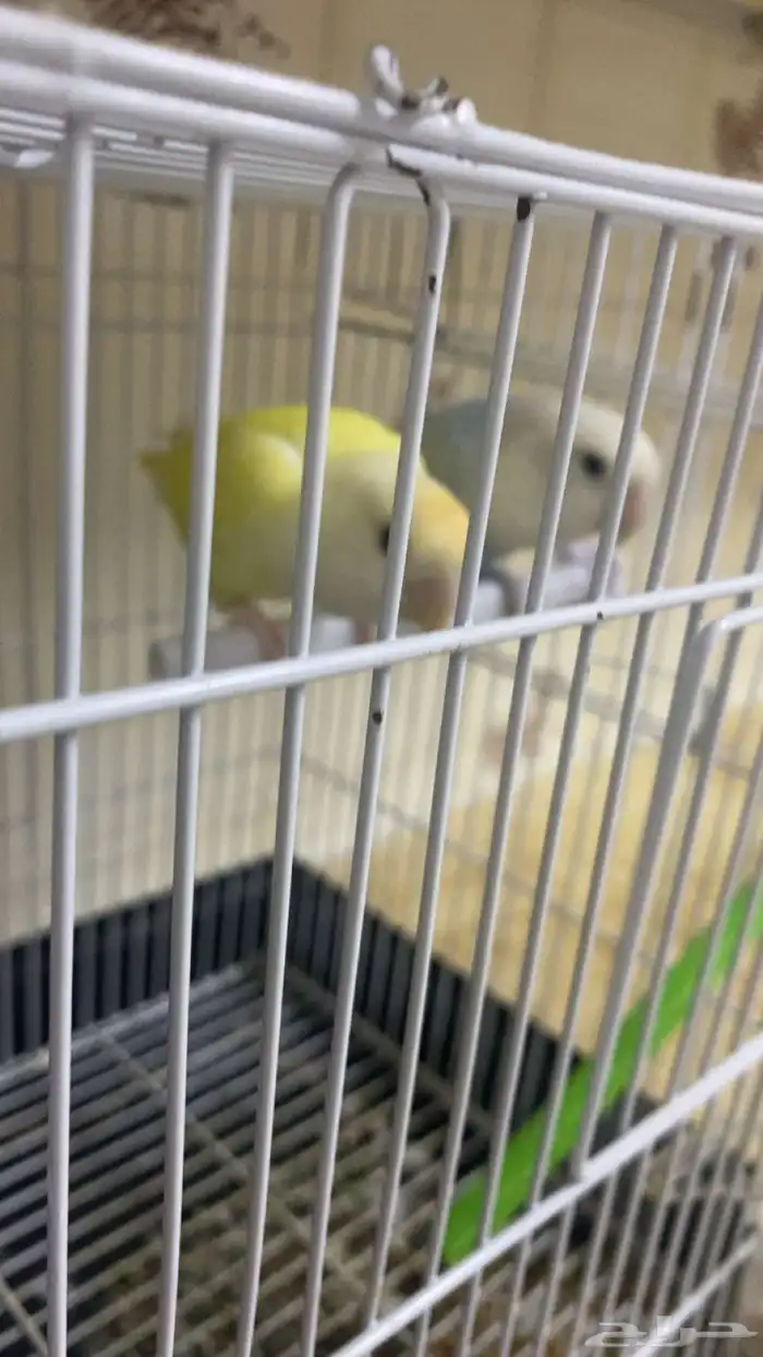 السلام عليكم ورحمه الله وبركاته عندي عصفورين واحد انثى وواحد 2