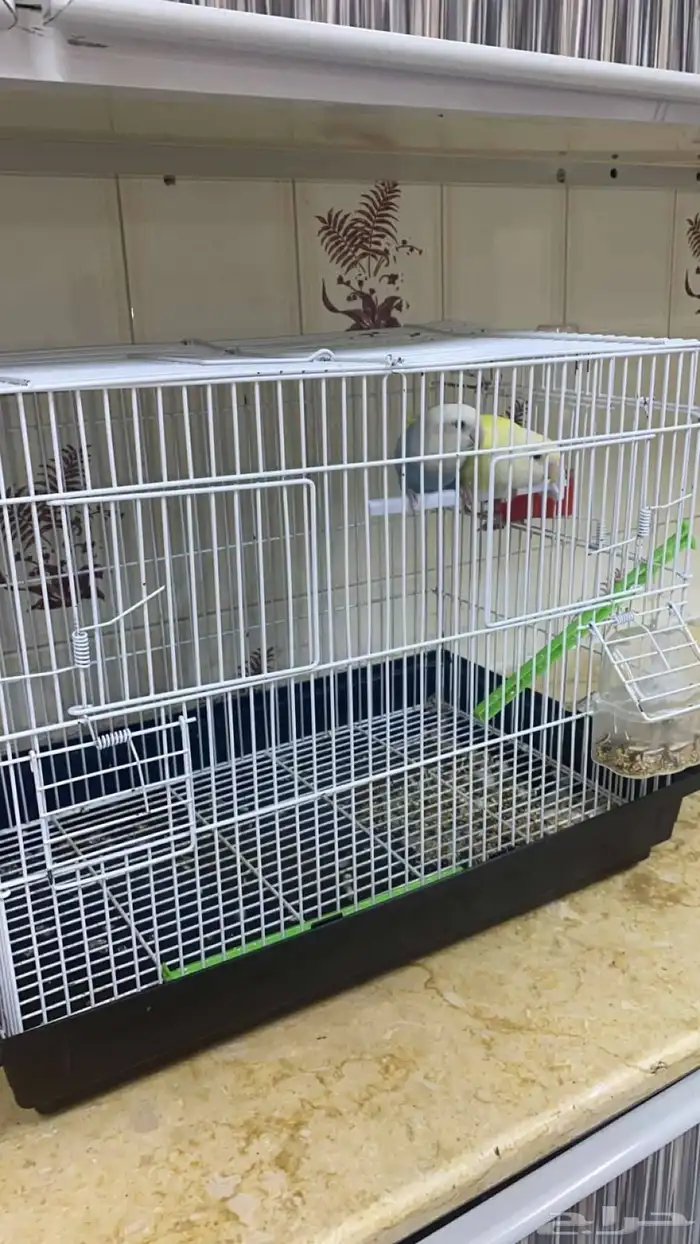 السلام عليكم ورحمه الله وبركاته عندي عصفورين واحد انثى وواحد 0