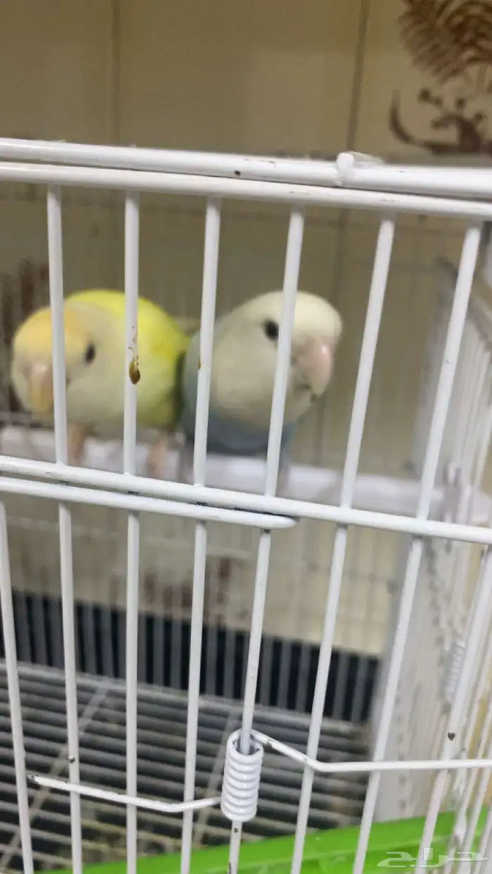 السلام عليكم ورحمه الله وبركاته عندي عصفورين واحد انثى وواحد 1