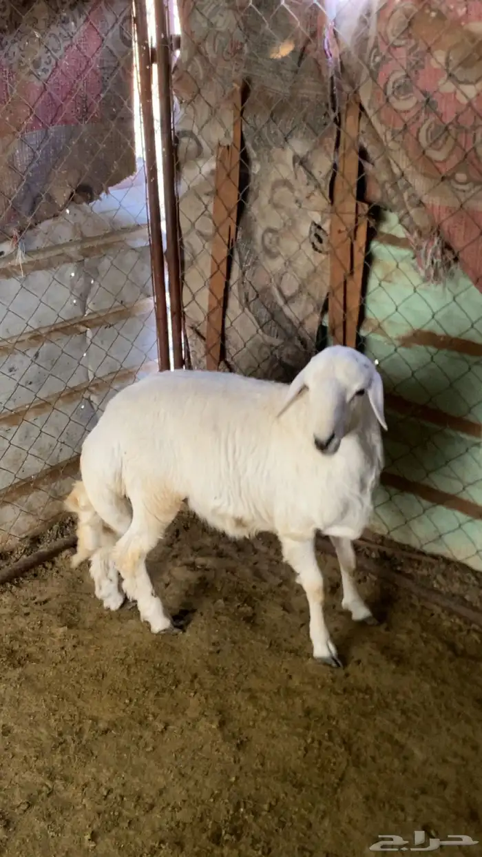 للبيع طلي و رخل 1