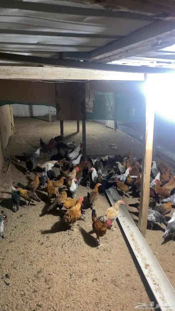 دجاج فيومي عمر 3 شهور ونص 2