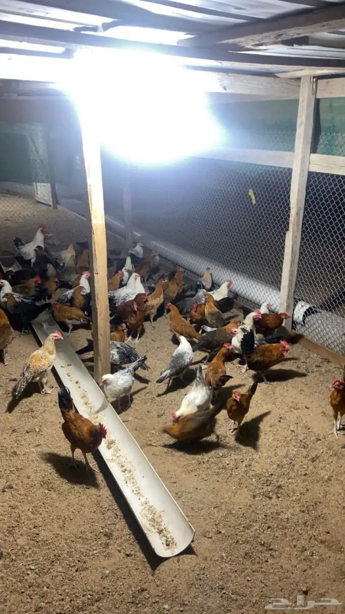 دجاج فيومي عمر 3 شهور ونص 3