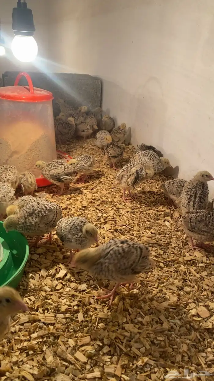 سمان للبيع 3