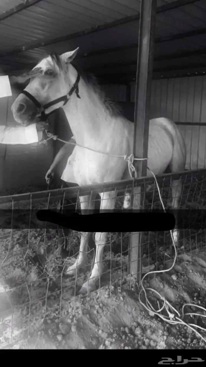 حصان شعبي كفو . 1