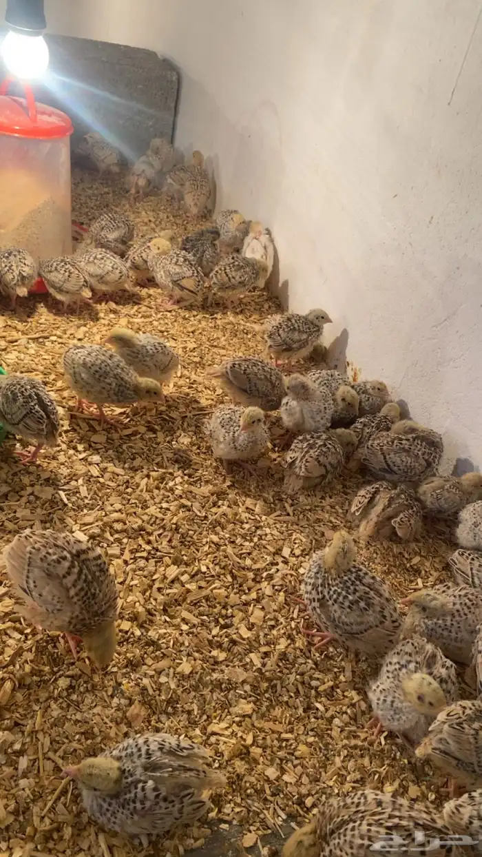 سمان للبيع 0