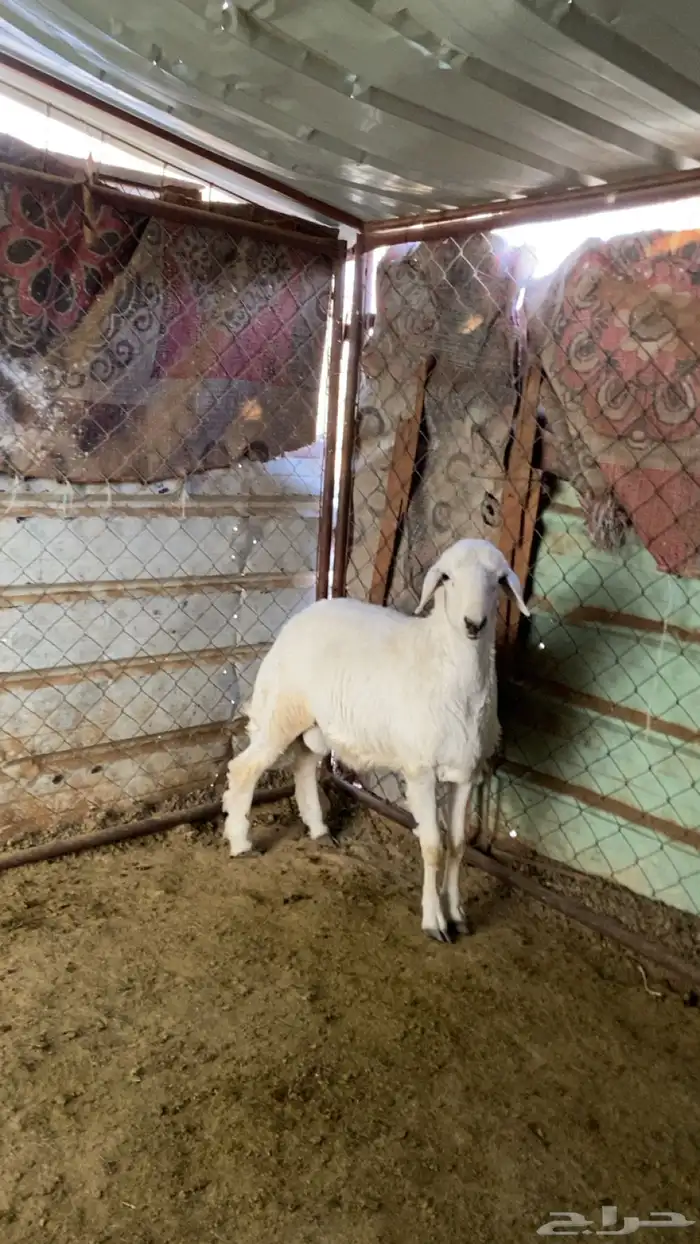 للبيع طلي و رخل 3