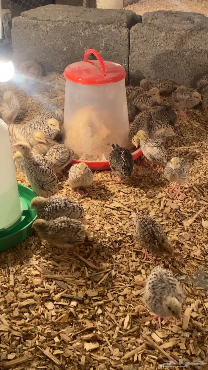 سمان للبيع 2