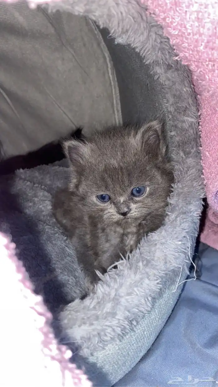 قطط كيتن للبيع من أب وأم شيرازيين 1