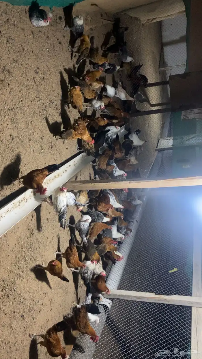 دجاج فيومي عمر 3 شهور ونص 4