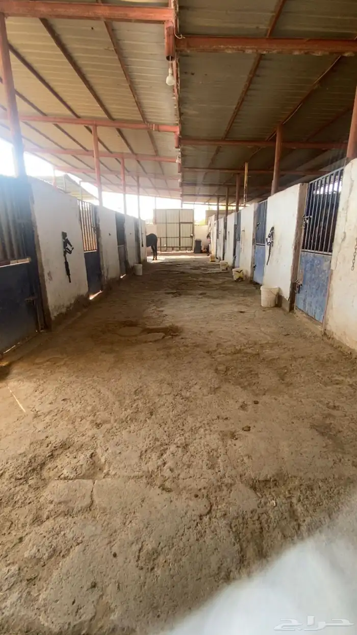 مربط اوس الحجاز للخيل العربية الاصيلة 3