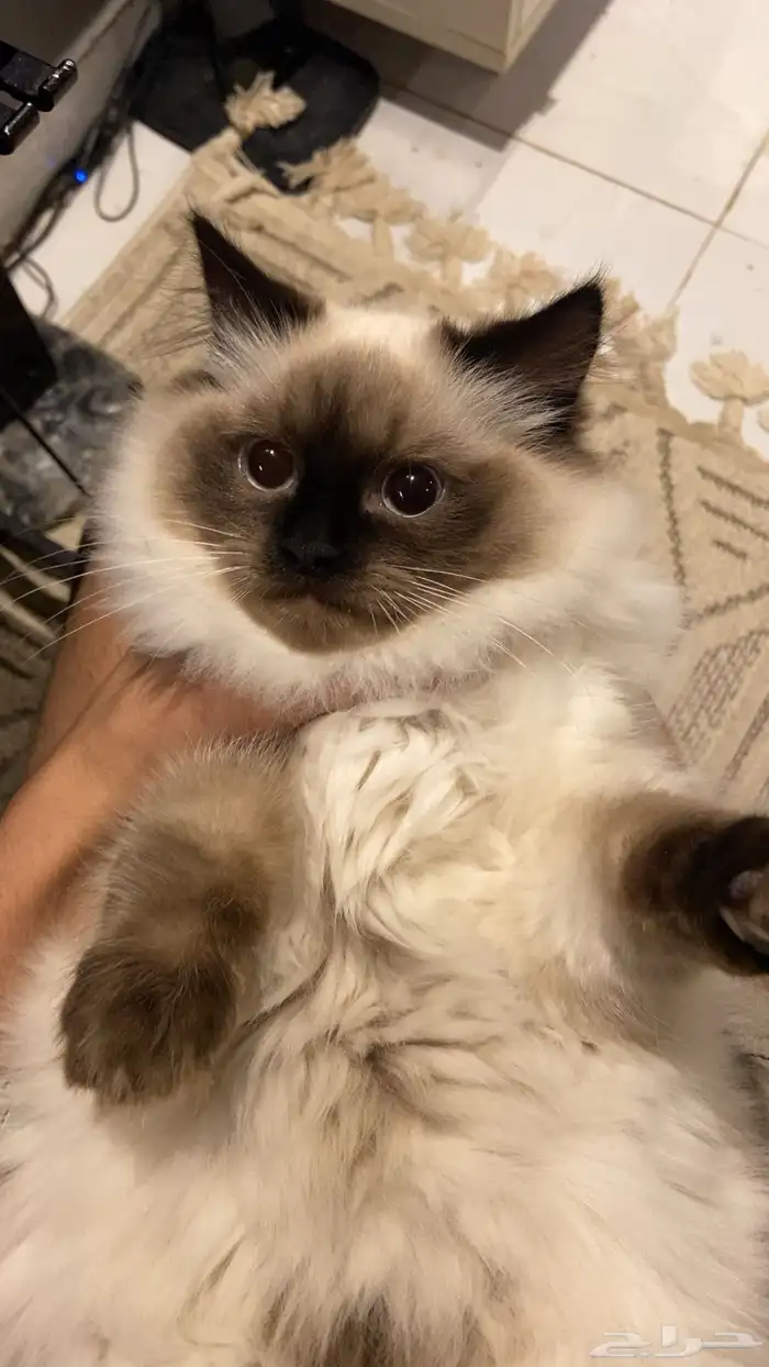 قط للبيع هملايا 0