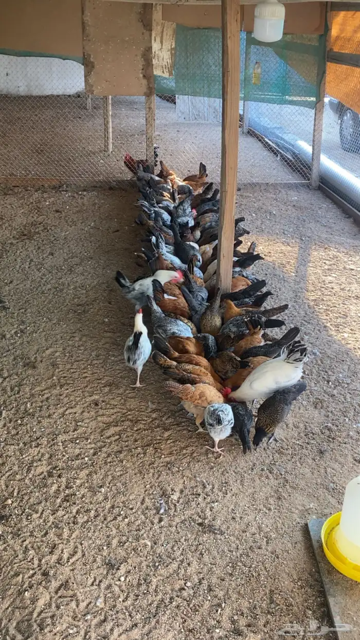 دجاج فيومي عمر 3 شهور ونص 1