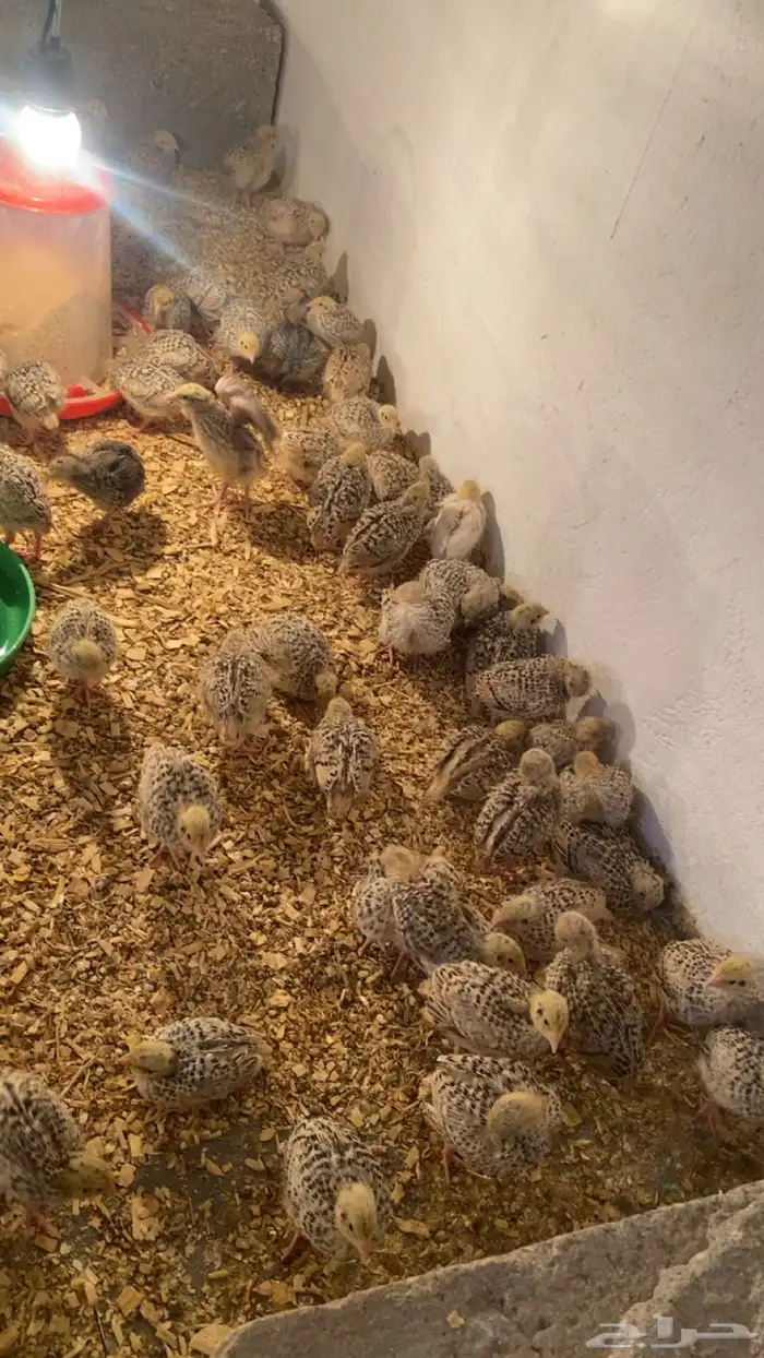 سمان للبيع 1