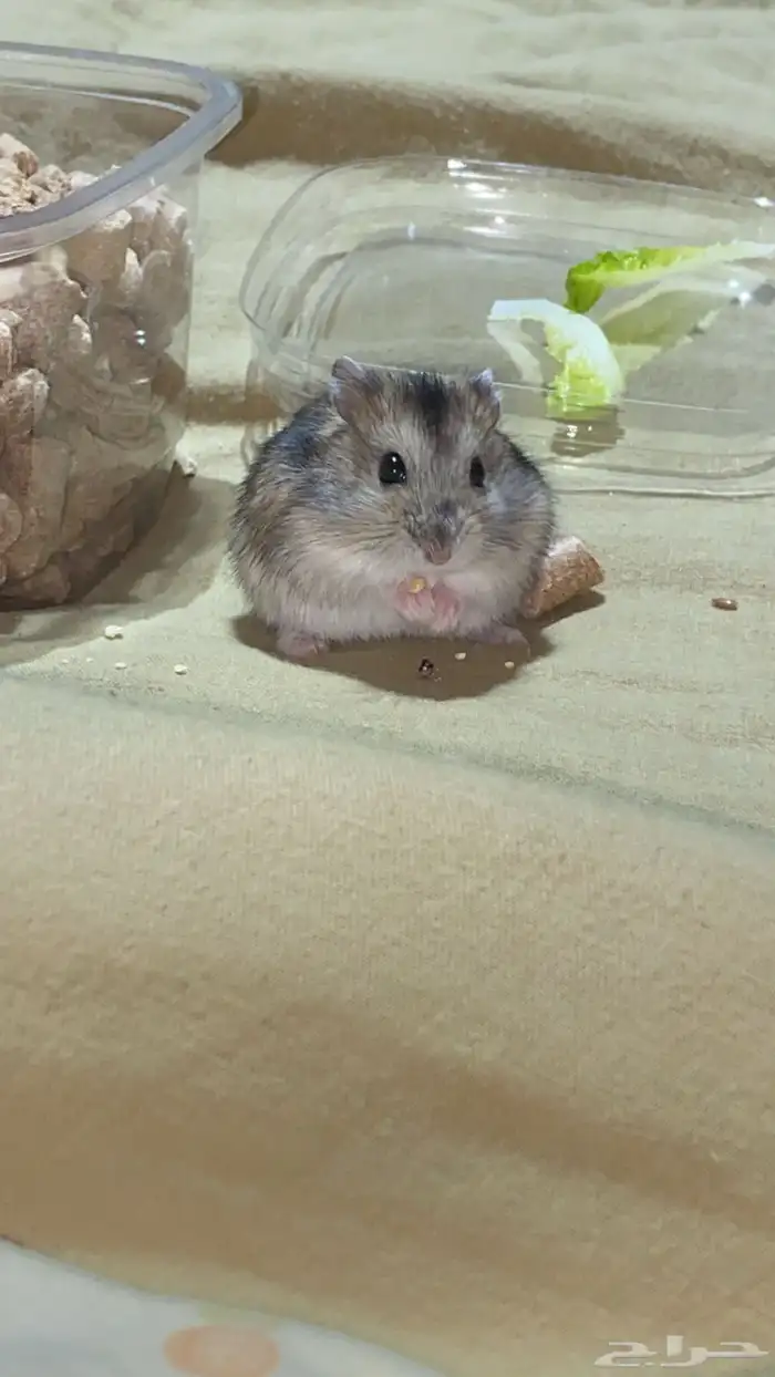 هامستر ونتر وايت الدبدوب للبيع 1