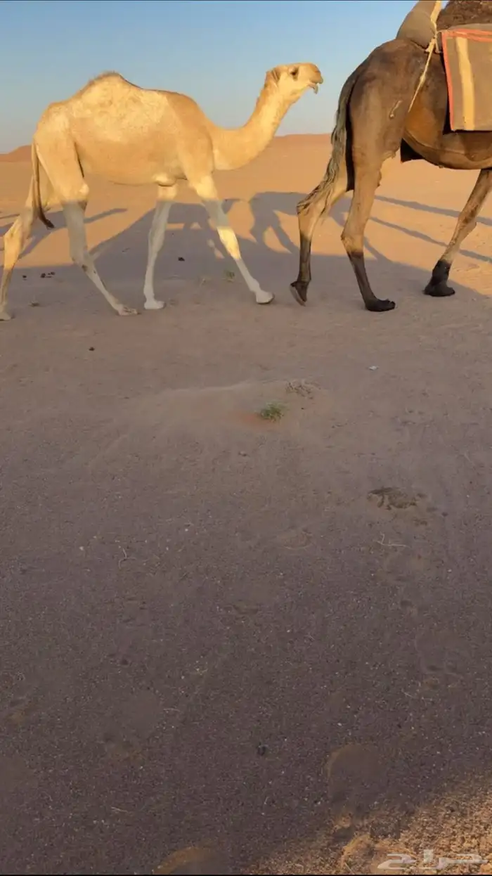 قعود باتلي 0