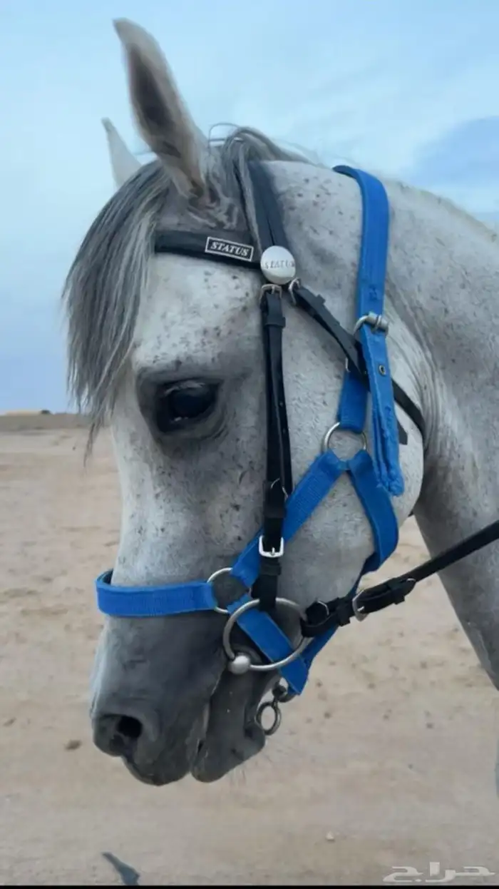 فرس شعبيه كفو 6