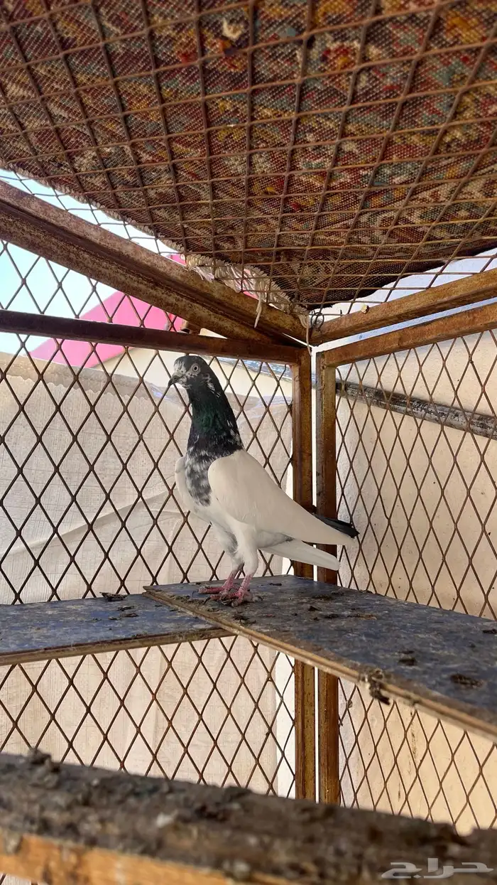 حمام تيدي بيور 8