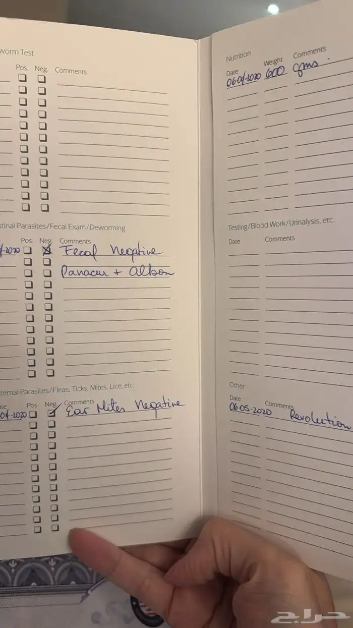 تيدي فايس Pomeranian بوميرانيان 7