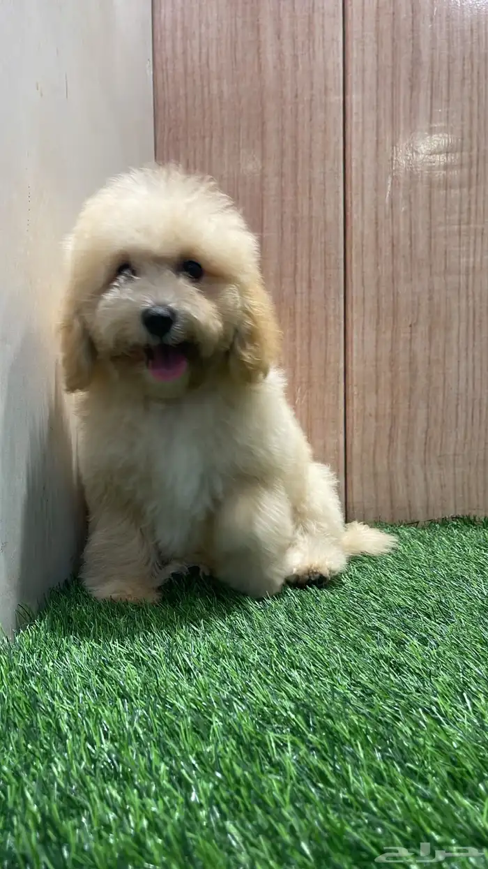 جراء توي بودل اناث 2