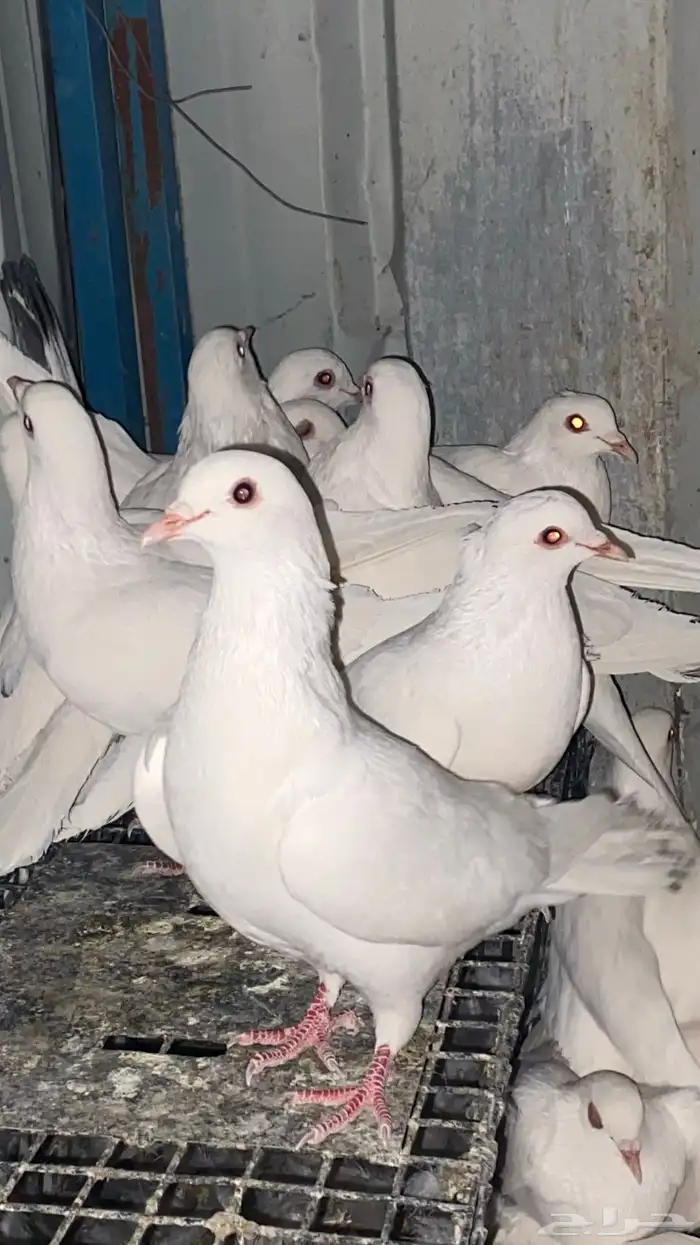 تم البيع الله يبارك لرعيه 0