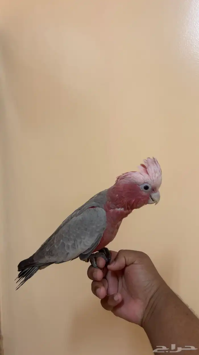 كوكاتو قالا 1