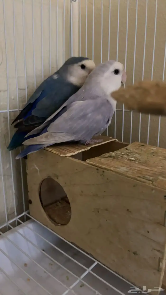 سلام طير روز زوج للبيع صحته  معا اكله وعلاجاته قريب الانتاج 3