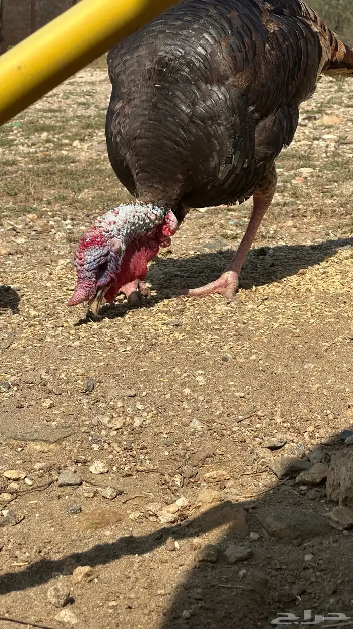 دجاج رومي للبيع 0