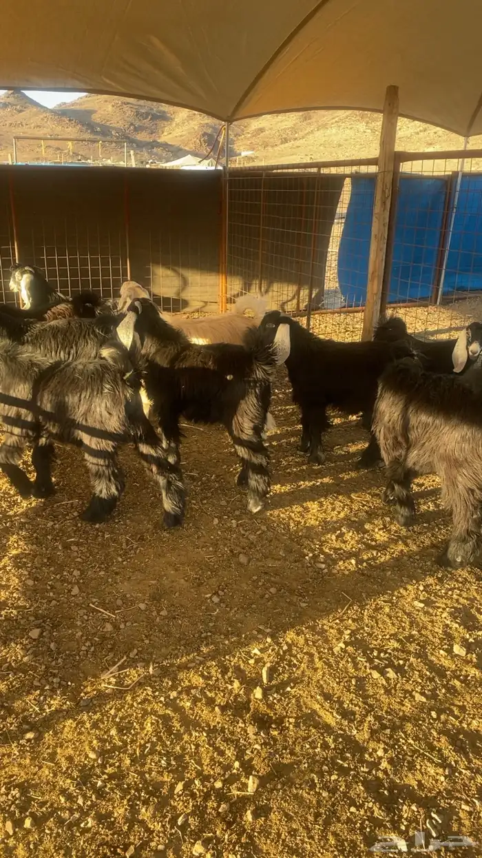 خرفان حرية وسواكن شحم 15