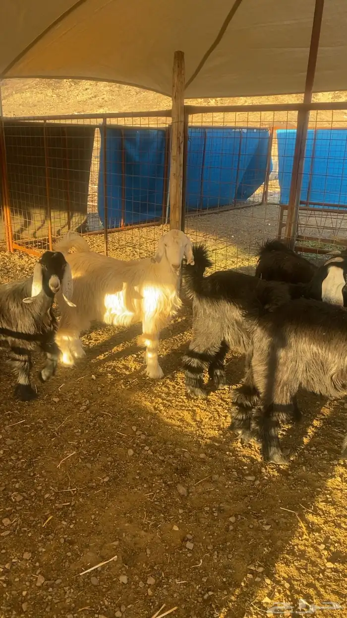 خرفان حرية وسواكن شحم 9