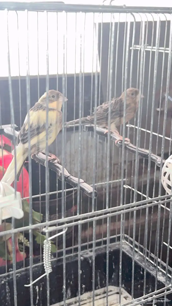 للبيع جوز كناري 2