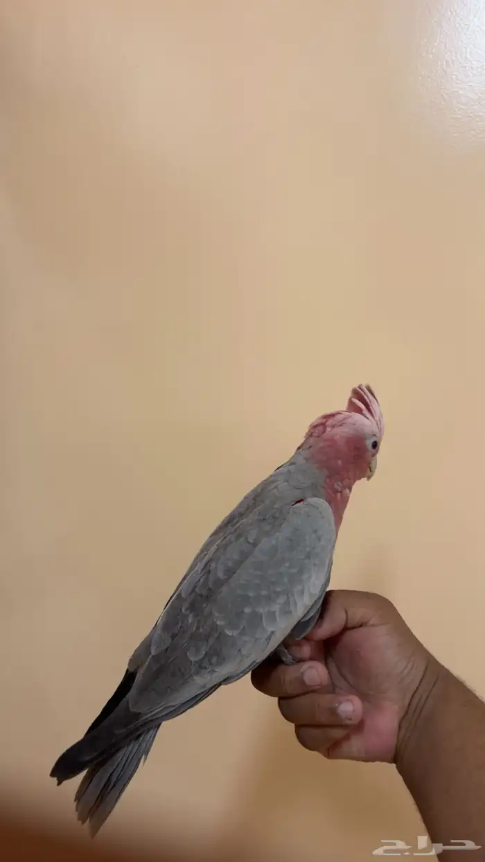 كوكاتو قالا 2