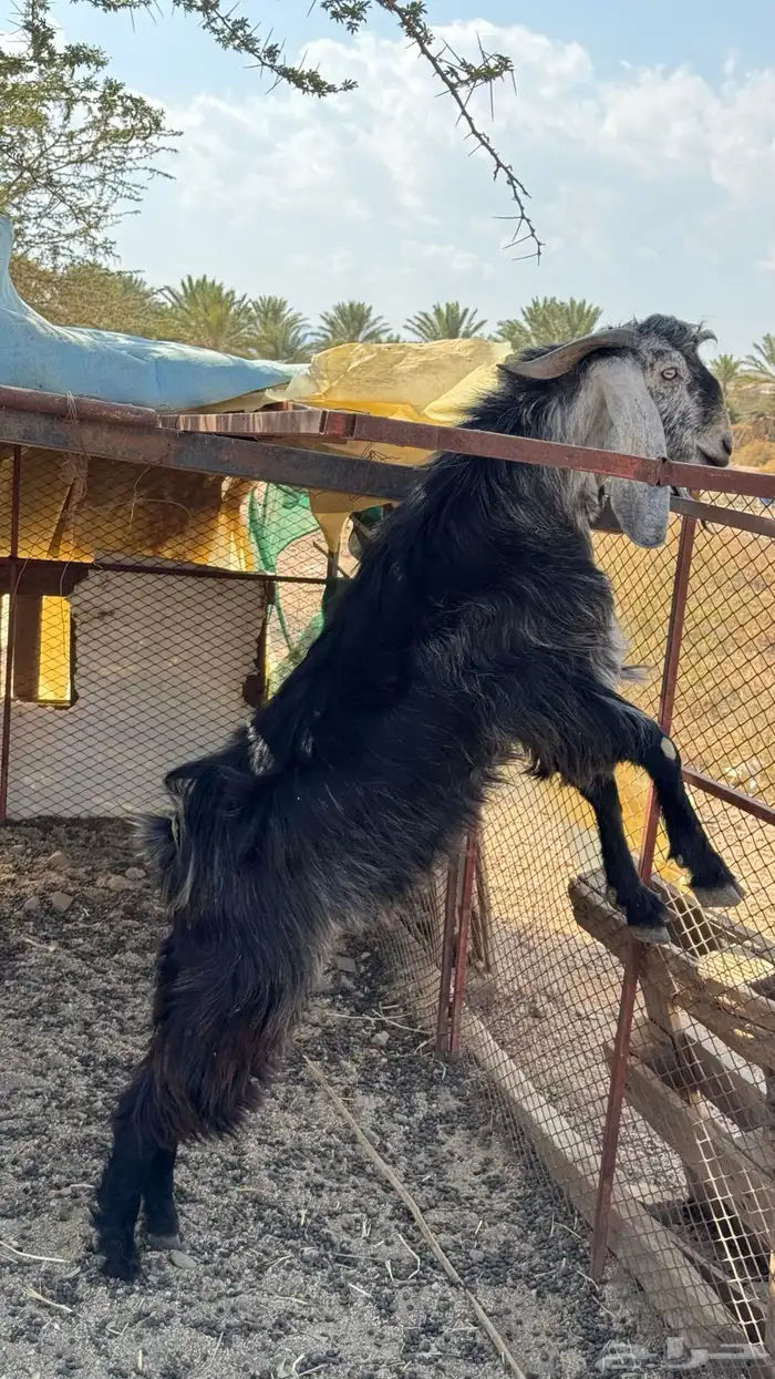 تيس ثني فحل توم 0