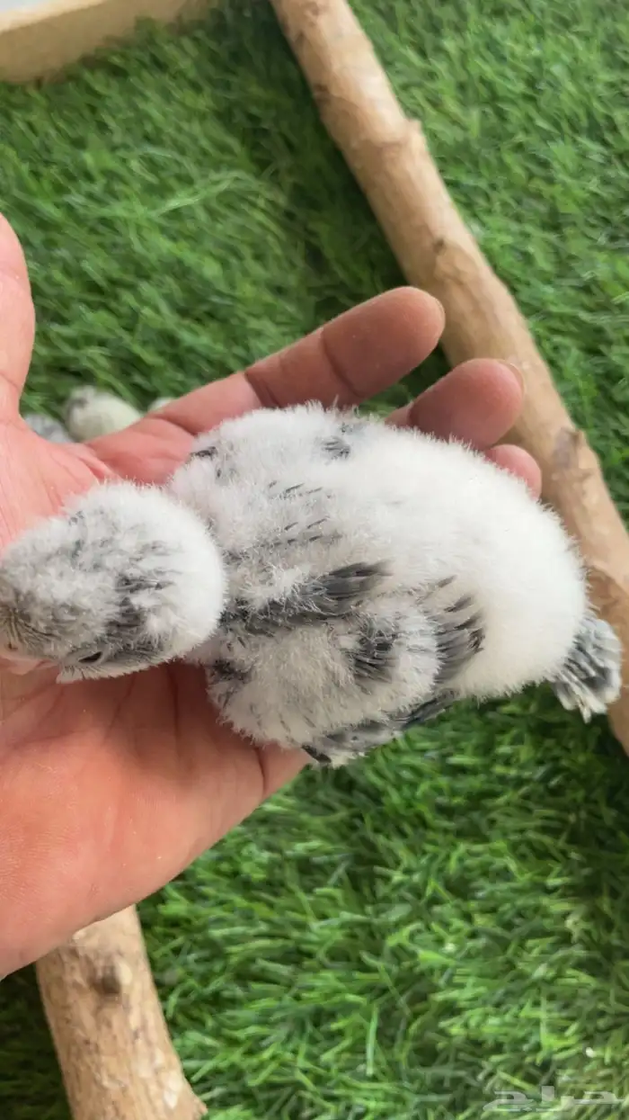 فروخ كويكر 4