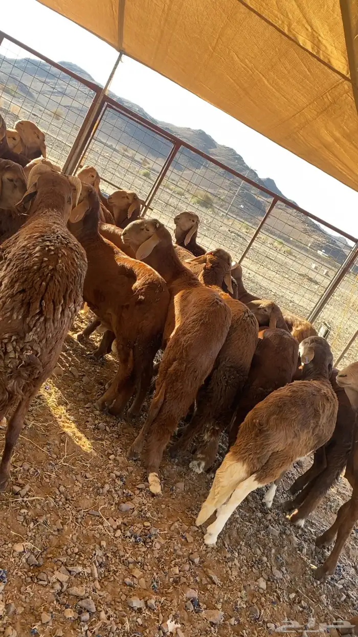 خرفان حرية وسواكن شحم 34