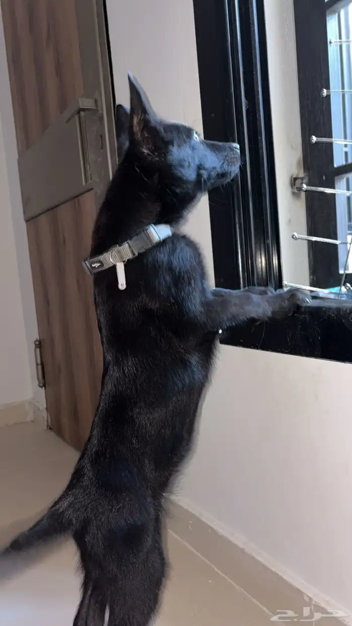 كلب مالينو للبيع مستورد بلجيكي اسود اقوى خطوط الدم 0