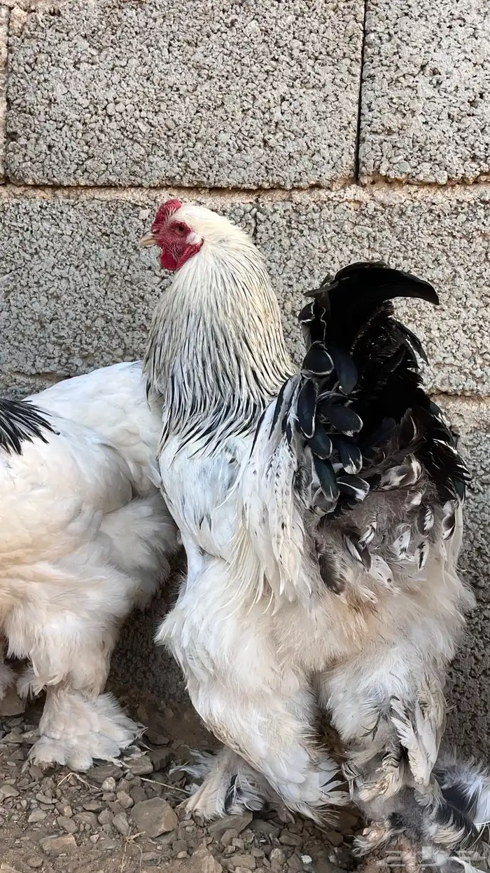 دجاج براهما 3