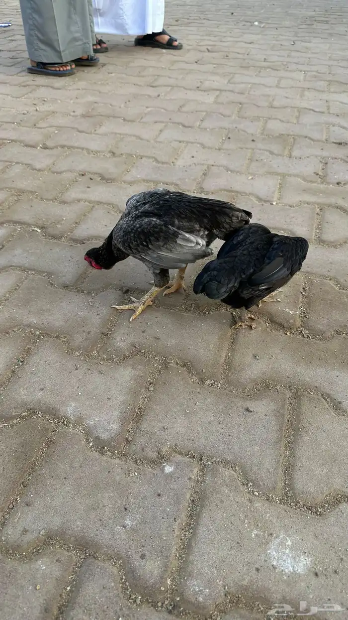 جوز كوشامو 1