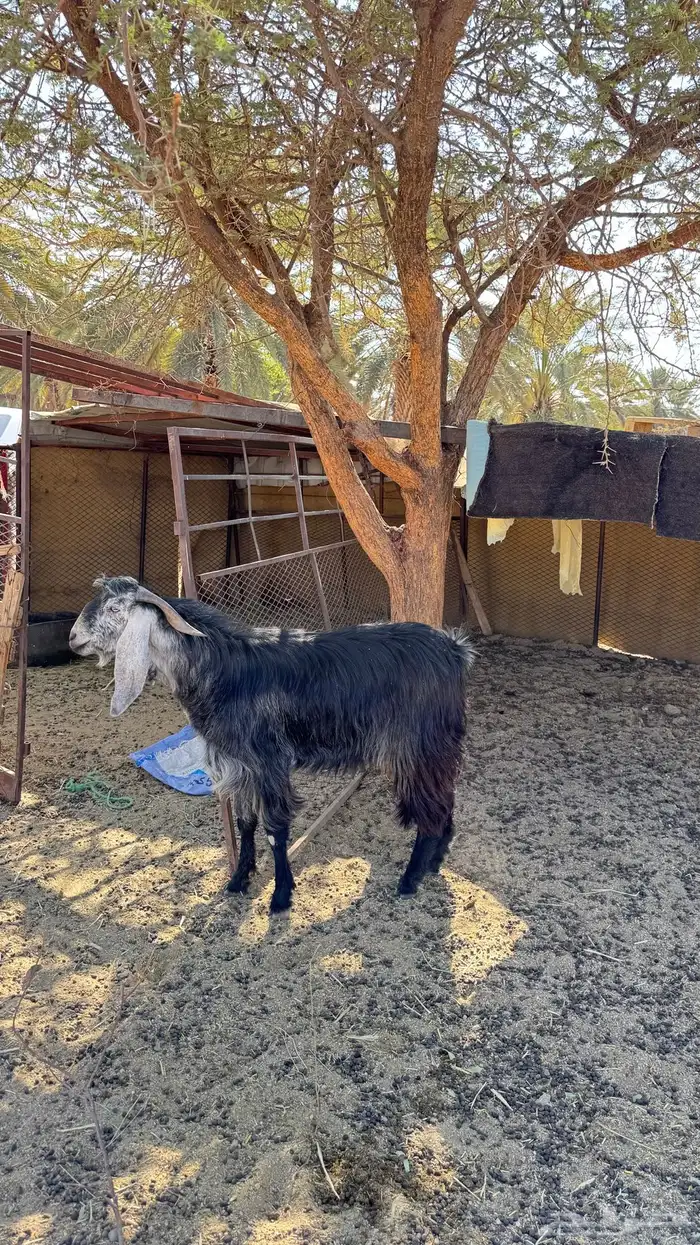 تيس ثني فحل توم 2