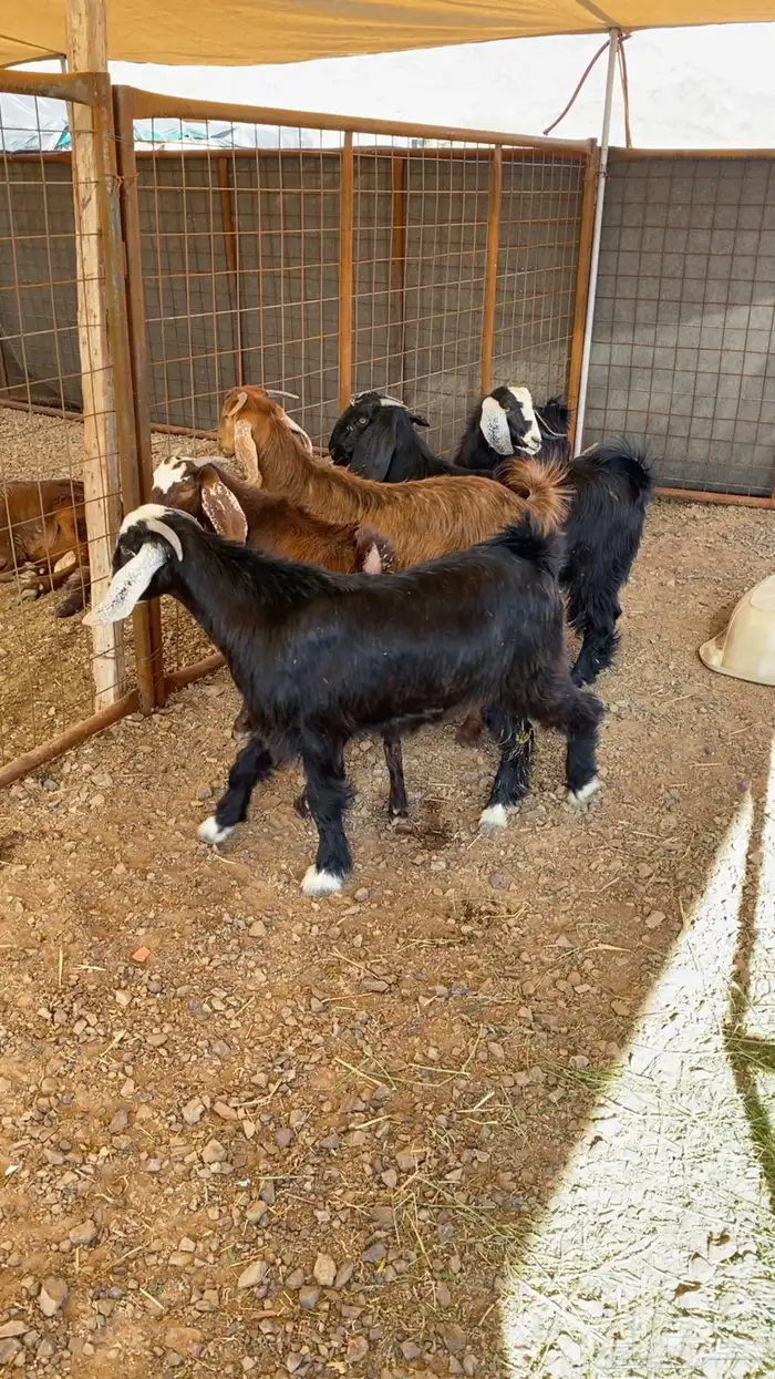 خرفان حرية وسواكن شحم 14