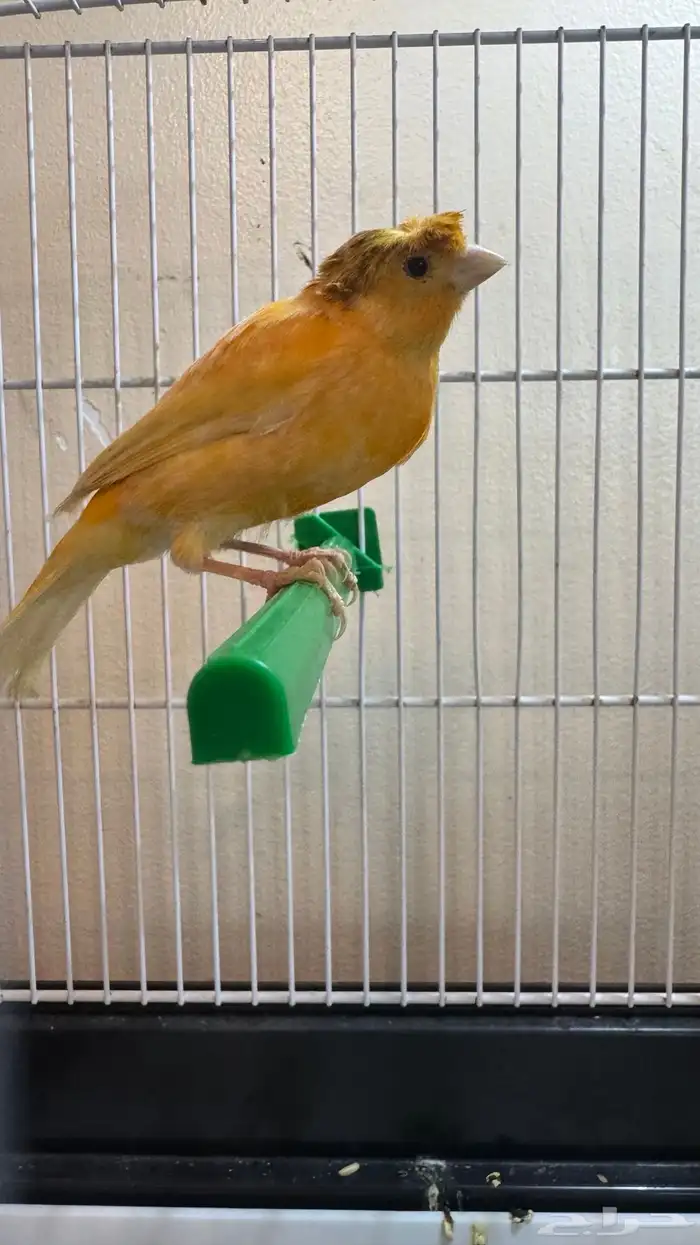 ذكر كناري تغريد 2