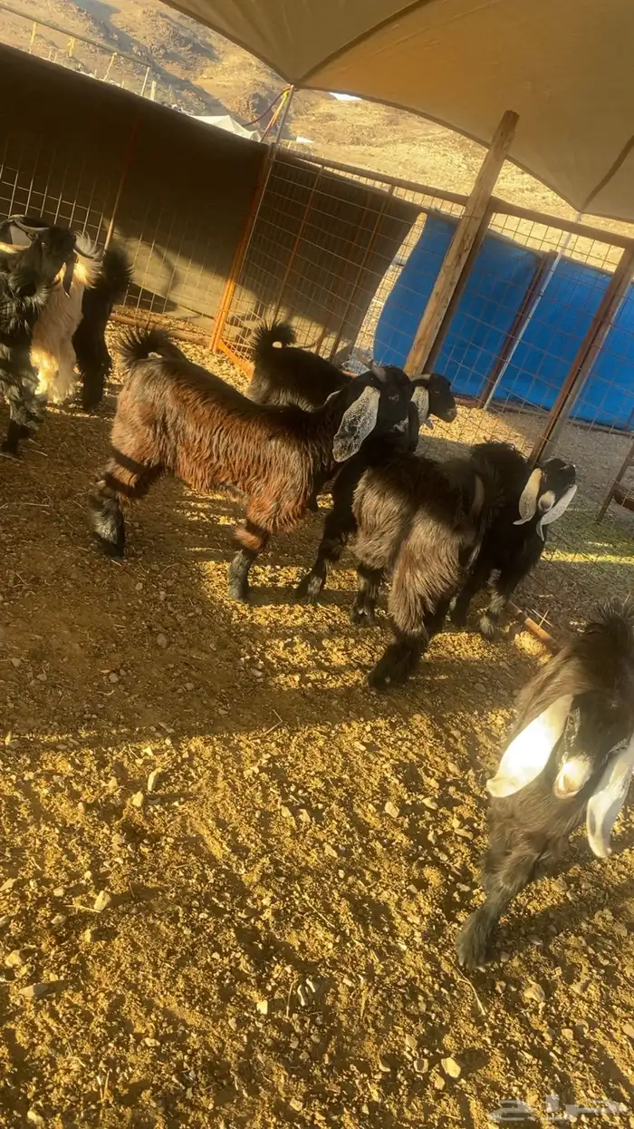 خرفان حرية وسواكن شحم 11